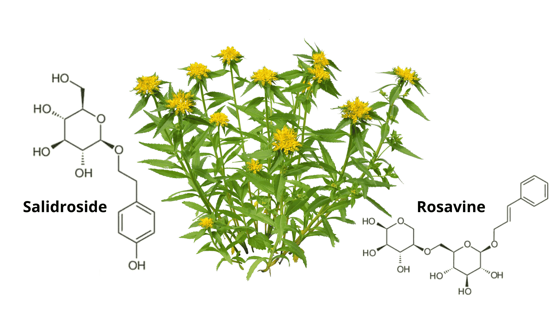 Rhodiola rosea et principes actifs (rosavine et salidroside)